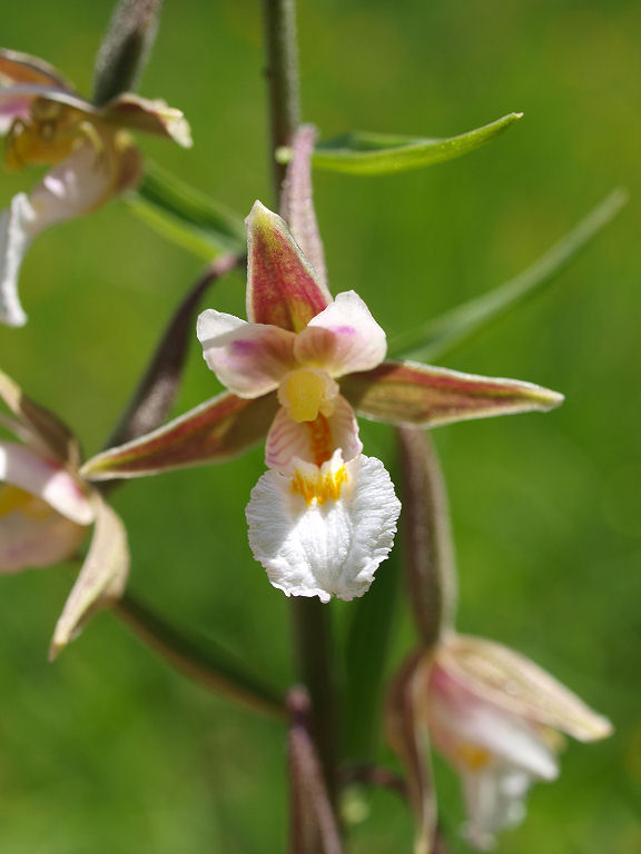 Epipactis palustris